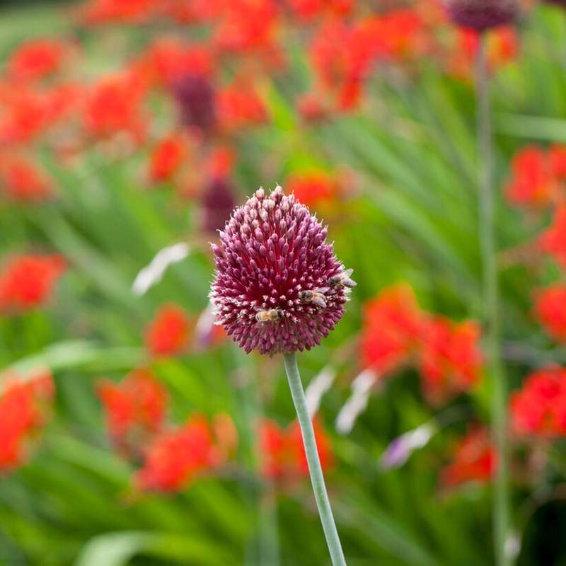 Allium 'Red Mohican'